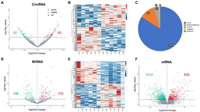 Construction and analysis of circular RNA-associated competing endogenous RNA network in the hippocampus of aged mice for the occurrence of postoperative cognitive dysfunction